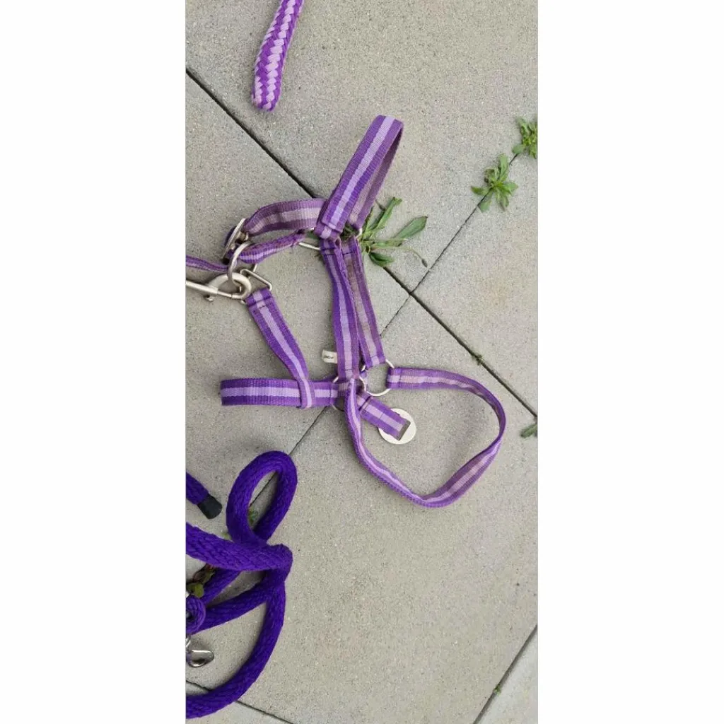 - Marque inconnue - Licols Et Longes>assortiment taille poney violet