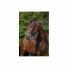 bride*Riding World Best