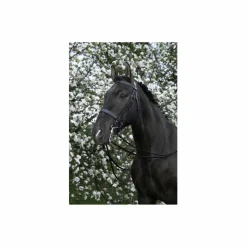 bride*Riding World Best