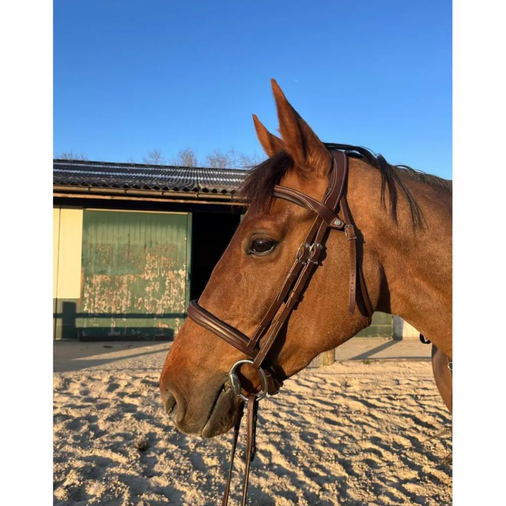 Antares Bridons - Filets>Bridon Antarès