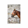 Bridon Hackamore Dyon Neuf*Dy'on Sale