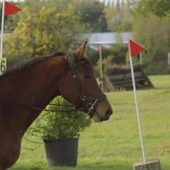 Jump'In Bridons - Filets>Bridon jumpin