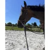 bridon Jump’in*Jump'In New