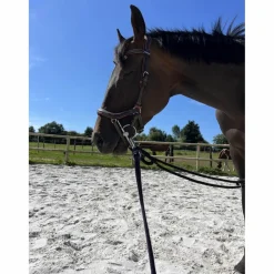 bridon Jump’in*Jump'In New