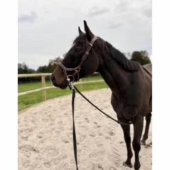 bridon Jump’in*Jump'In New