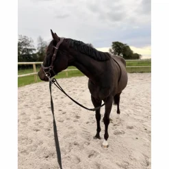 bridon Jump’in*Jump'In New