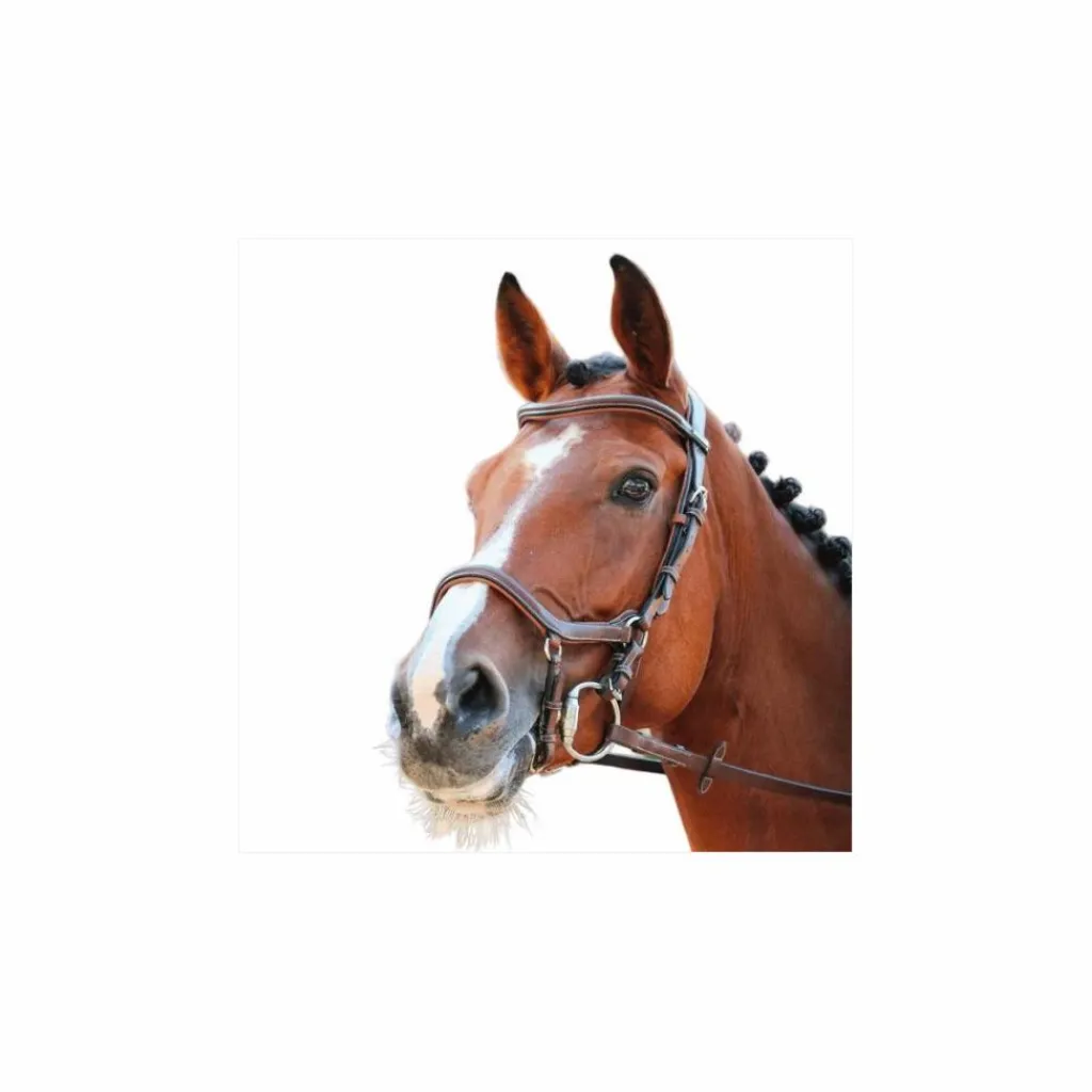 Jump'In Bridons - Filets>Bridon Jump’in model New york