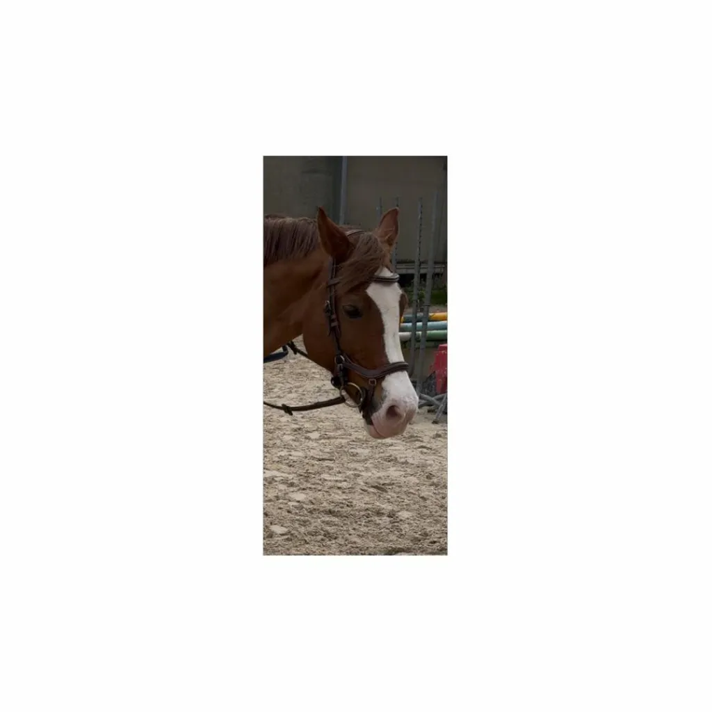 Jump'In Bridons - Filets>Bridon Jump’in model New york