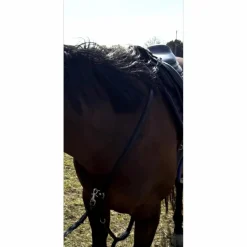 Antares Colliers De Chasse>Collier de chasse + martingale