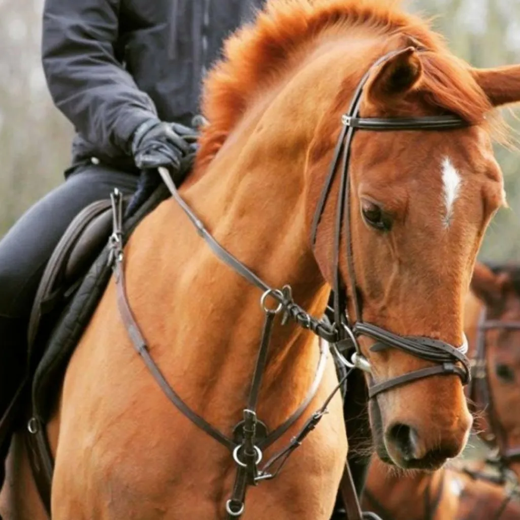 Norton Martingales>Collier de chasse + martingale