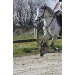 Collier de chasse + martingales*Dy'on Best