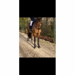 Dy'on Colliers De Chasse><noscript><img width=