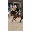 Time Rider Colliers De Chasse>collier de chasse martingale 5 point