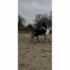 HKM Couvres-Reins>couvre reins