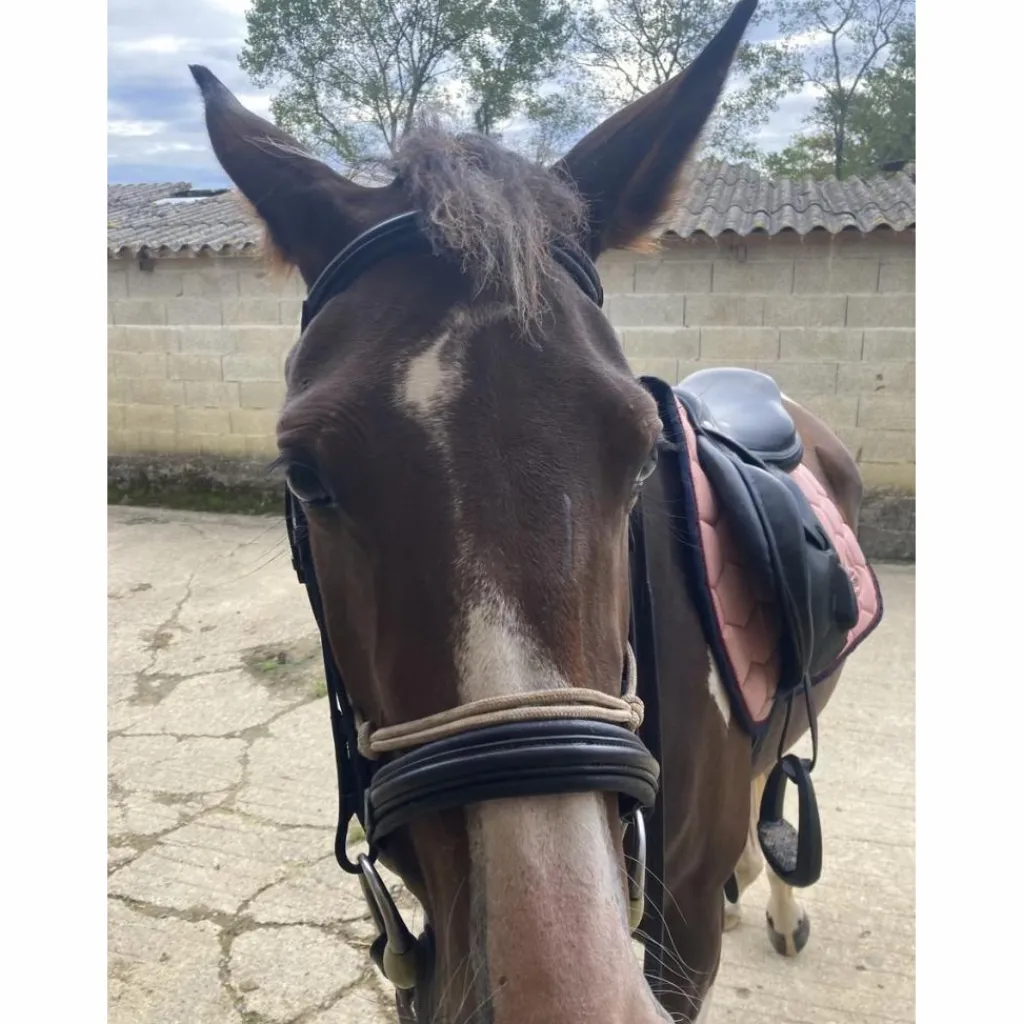 Eric Thomas Bridons - Filets>Filet Work COB