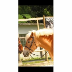 Filet havane*Riding World Sale