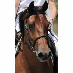 Filet noir TdeT taille COB*T de T Discount