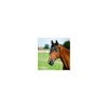 frange anti mouche noir cheval*