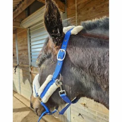 Norton Licols Et Longes><noscript><img width=
