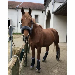Kentucky Licols Et Longes><noscript><img width=