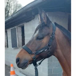 licol poney noir*QHP Sale