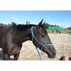 - Marque inconnue - Licols Et Longes>Licol éthologique taille cheval