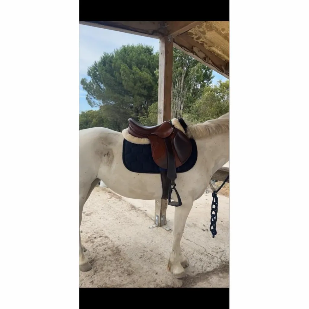 Antares Selles Mixtes>selle active