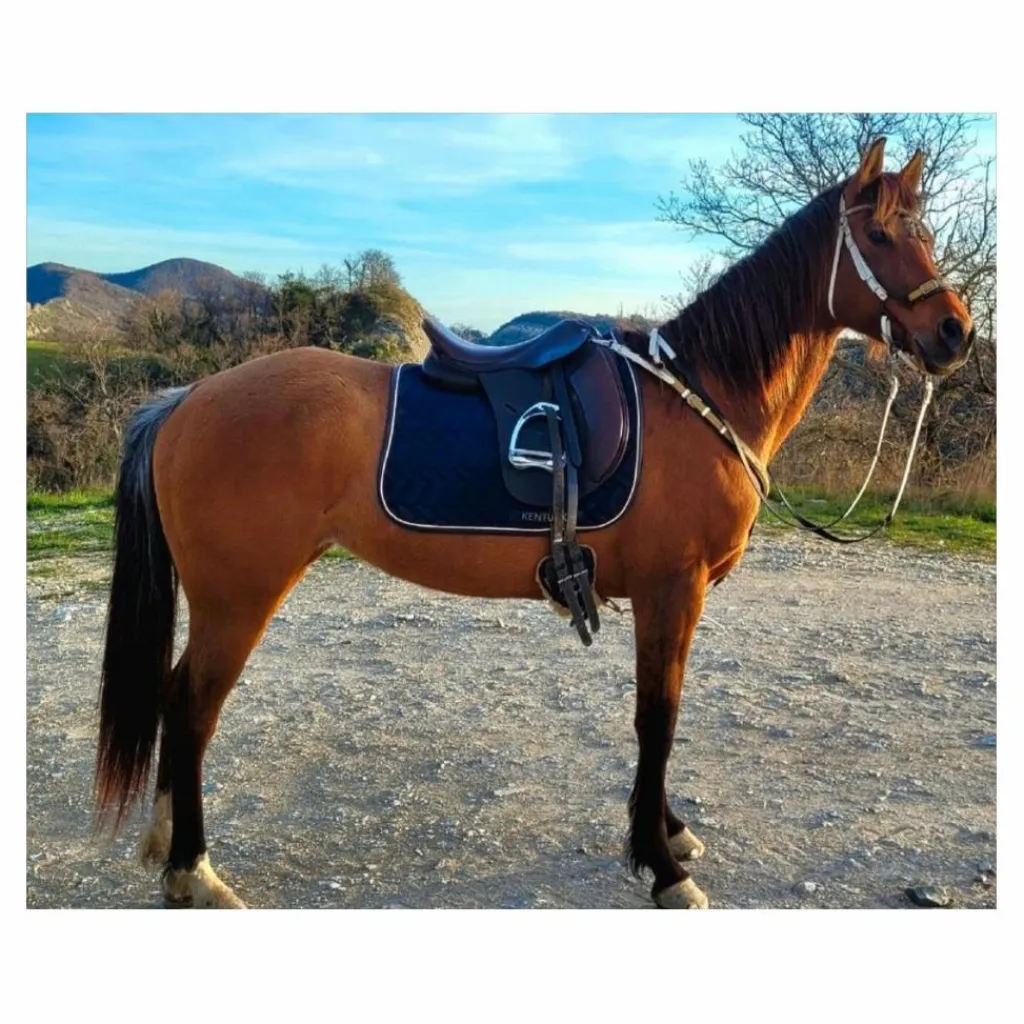 - Marque inconnue - Selles De Dressage>Selle Cavaletti dressage 17" cuir