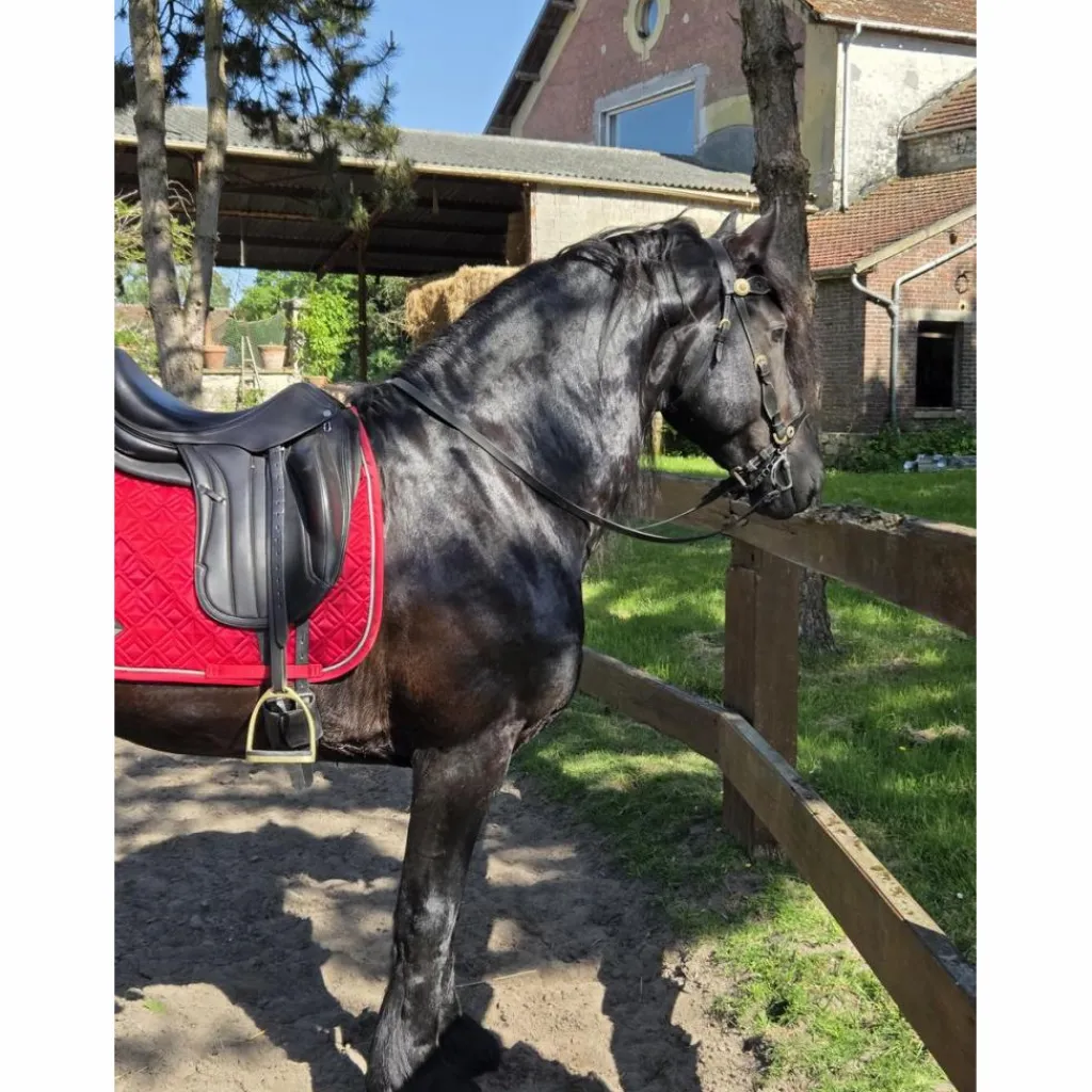 Selle dressage Équipe Wiktoria*Equipe Outlet