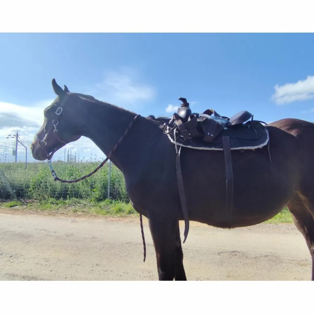 - Marque inconnue - Selles De Western>Selle western