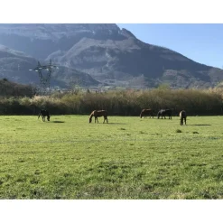 Selles De Western|Selles De Randonnée>Selle western randonnée