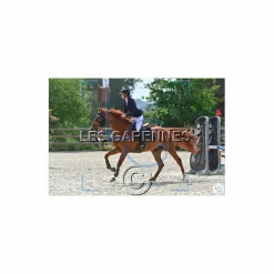 Veste de concours Equithème*Equitheme Outlet
